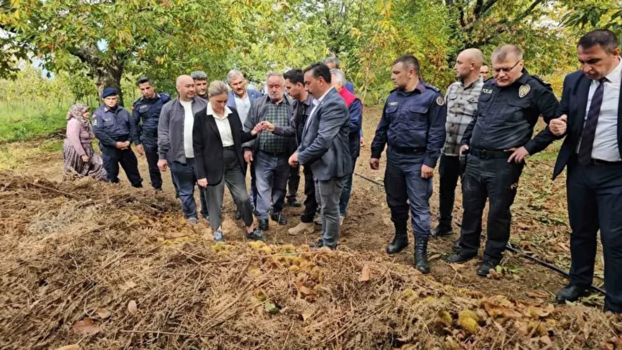 Foto - Bin yıllık ağaçlarda yetişiyor! Kadınlar topluyor, özel kuyularda 15 gün bekletiliyor