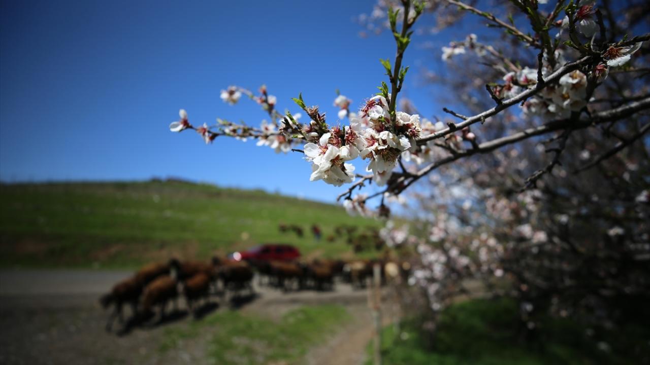 Foto - Bingöl aynı anda iki mevsimi yaşıyor! Kuzeyinde kış, güneyinde bahar
