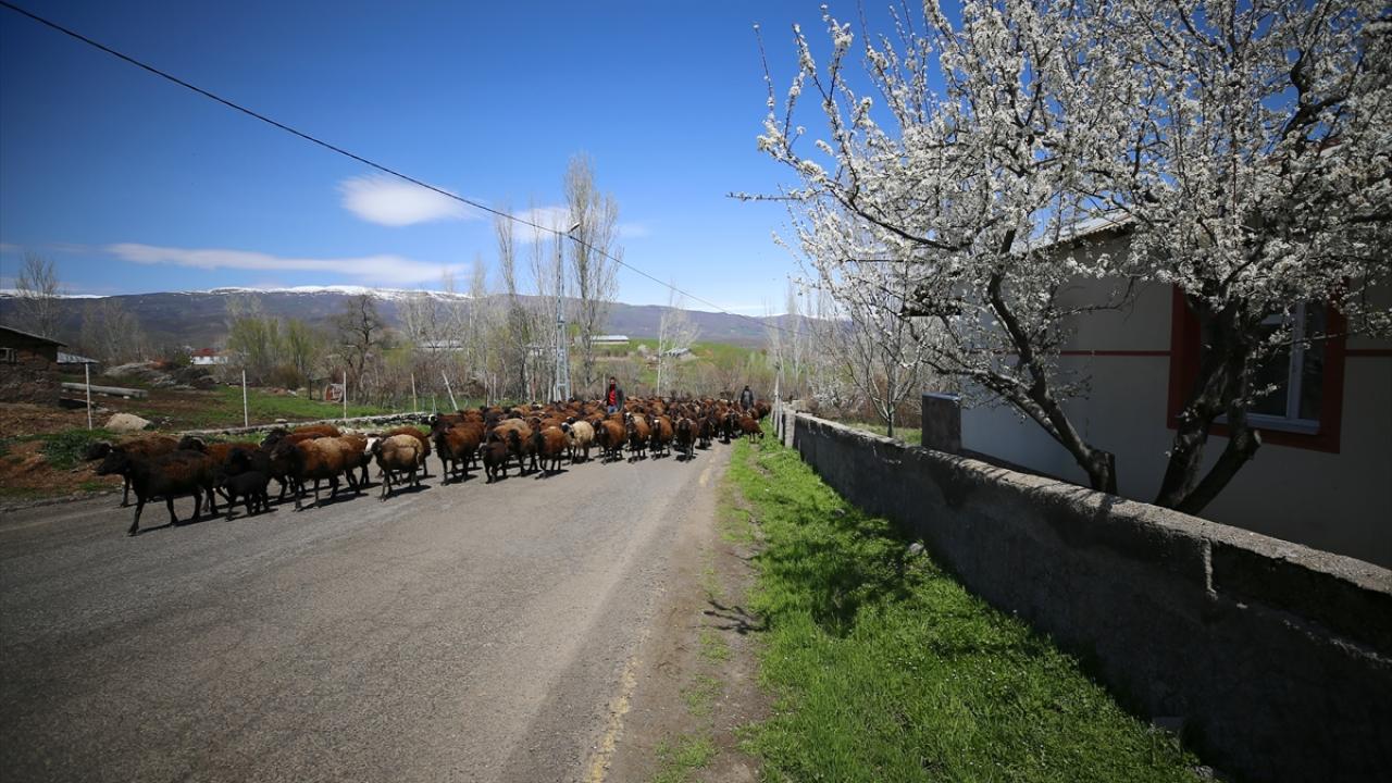 Foto - Bingöl aynı anda iki mevsimi yaşıyor! Kuzeyinde kış, güneyinde bahar