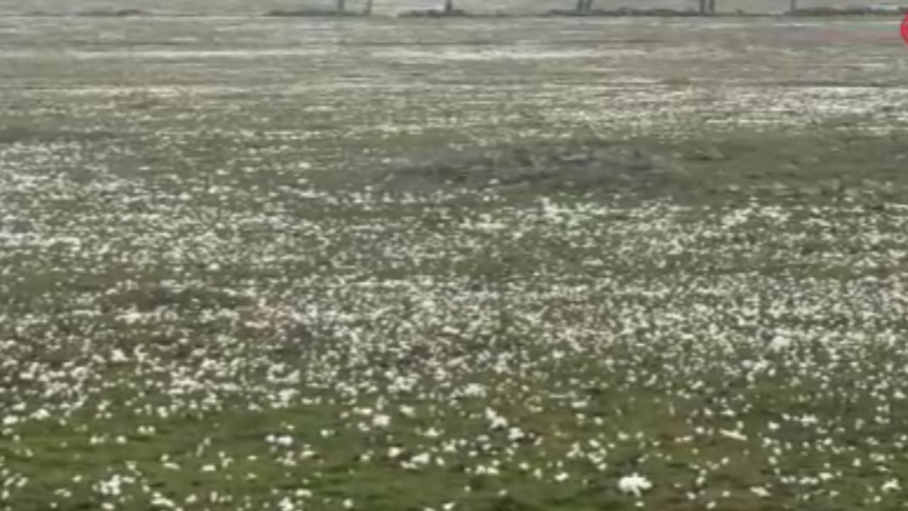 Foto - Bingöl’de baharın habercisi yüzünü gösterdi