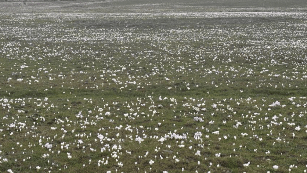 Foto - Bingöl’de baharın habercisi yüzünü gösterdi