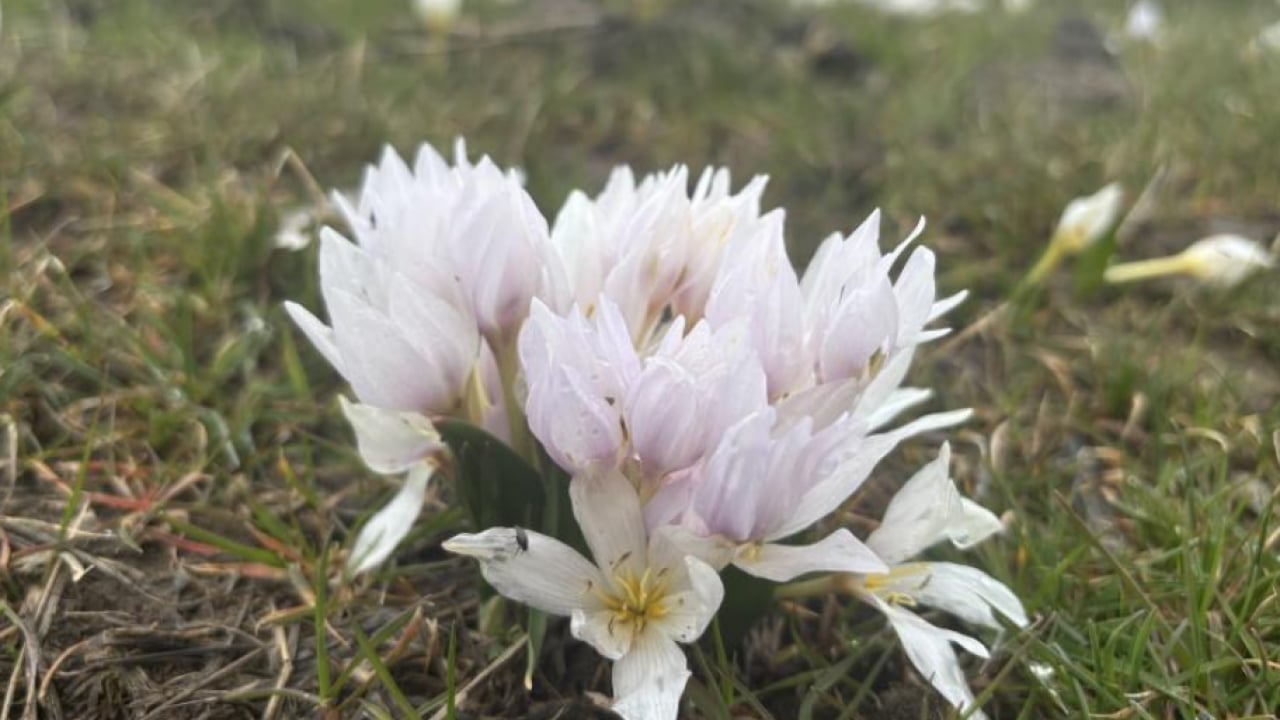 Foto - Bingöl’de baharın habercisi yüzünü gösterdi