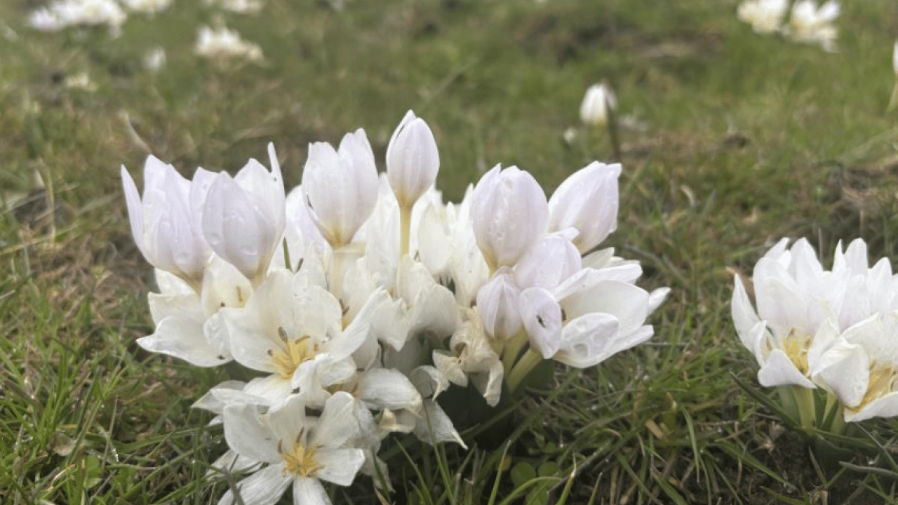 Bingöl’de baharın habercisi yüzünü gösterdi