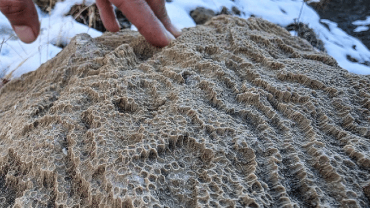 Foto - Bingöl’de şaşırtan keşif! 50 milyon yıllık iz dağlık alanda ortaya çıktı