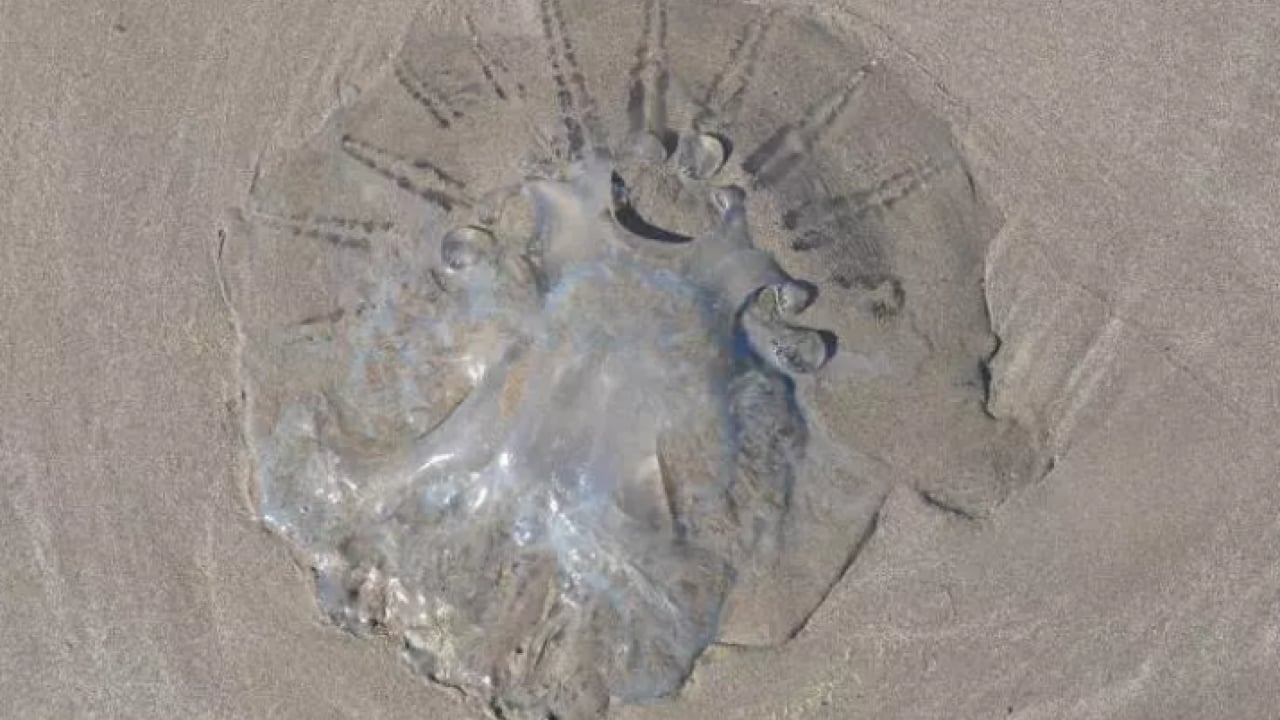 Foto - Binlercesi sahile hücum etti! Uzmanlardan sakın dokunmayın uyarısı!