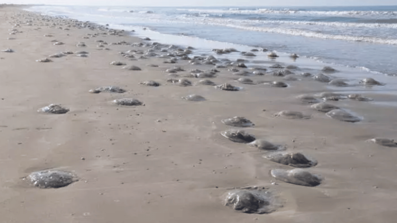 Foto - Binlercesi sahile hücum etti! Uzmanlardan sakın dokunmayın uyarısı!