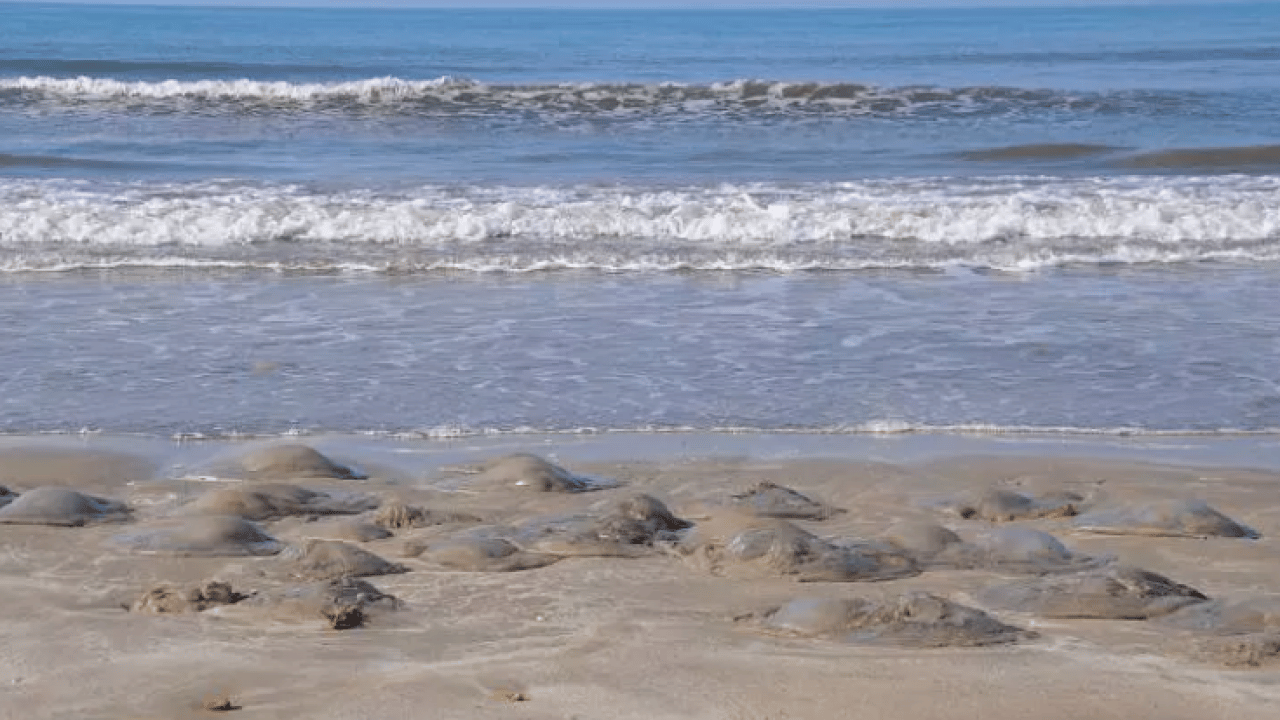 Foto - Binlercesi sahile hücum etti! Uzmanlardan sakın dokunmayın uyarısı!
