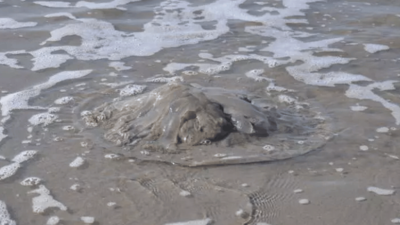 Foto - Binlercesi sahile hücum etti! Uzmanlardan sakın dokunmayın uyarısı!