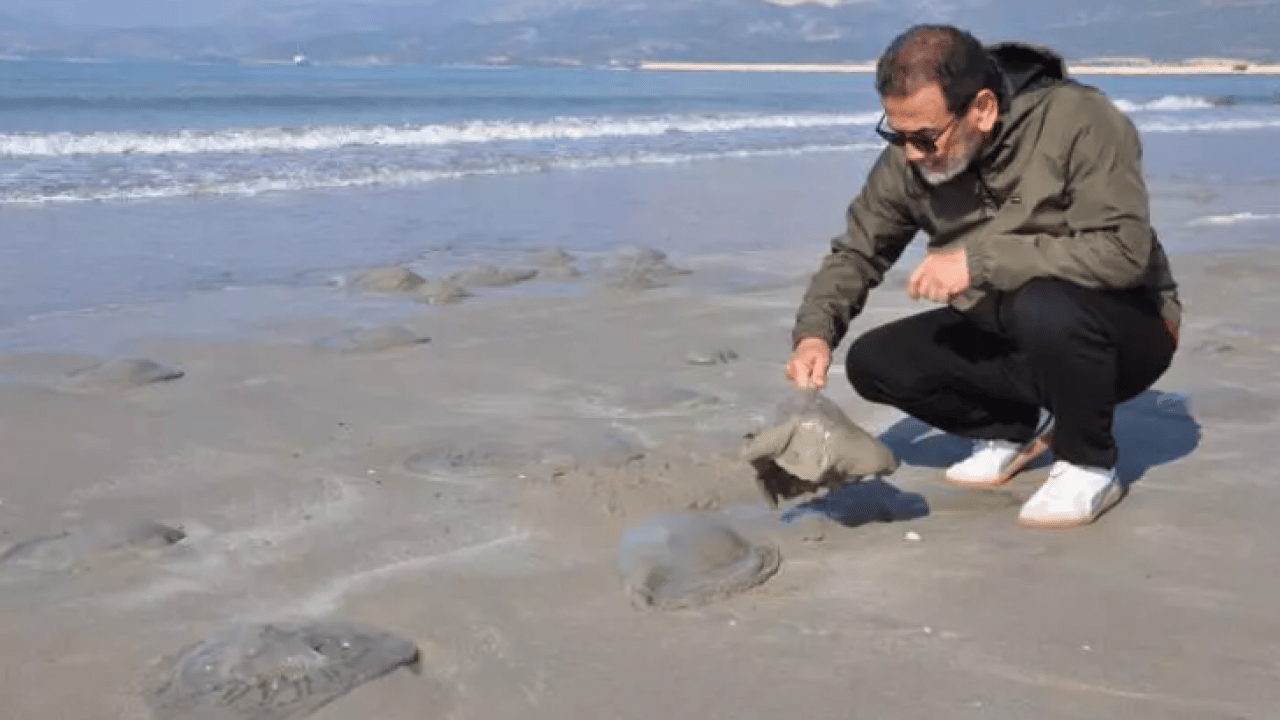 Foto - Binlercesi sahile hücum etti! Uzmanlardan sakın dokunmayın uyarısı!