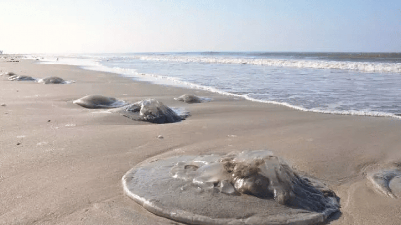 Foto - Binlercesi sahile hücum etti! Uzmanlardan sakın dokunmayın uyarısı!