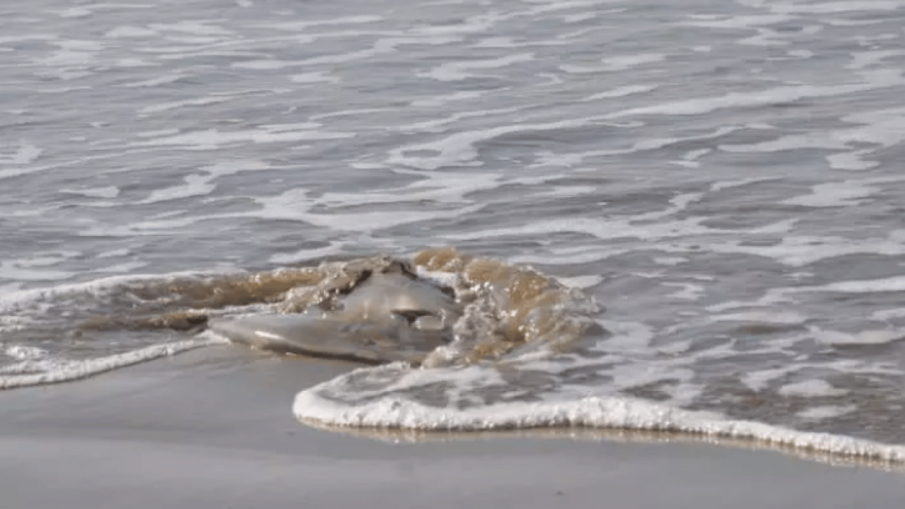 Foto - Binlercesi sahile hücum etti! Uzmanlardan sakın dokunmayın uyarısı!
