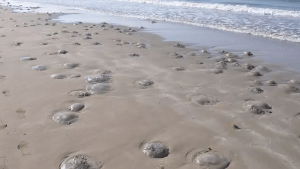 Foto - Binlercesi sahile hücum etti! Uzmanlardan sakın dokunmayın uyarısı!