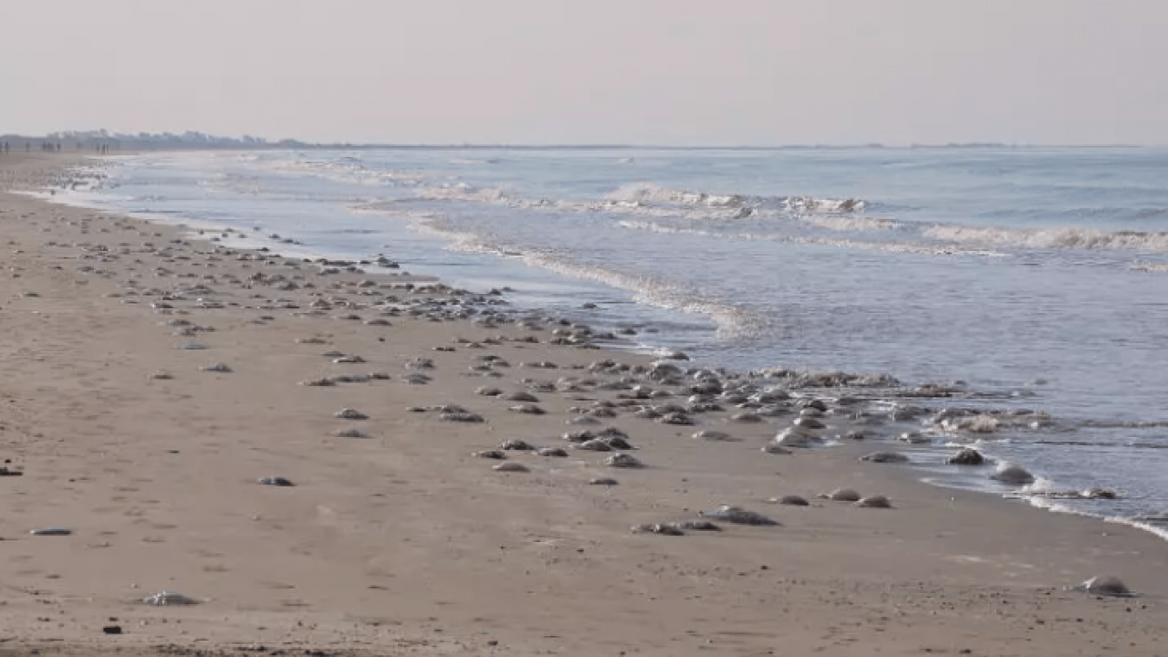 Foto - Binlercesi sahile hücum etti! Uzmanlardan sakın dokunmayın uyarısı!