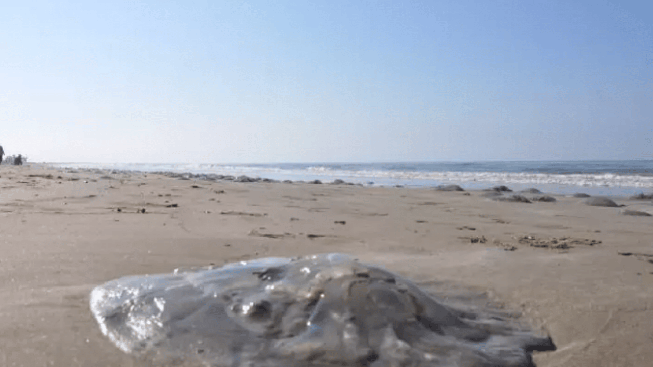 Binlercesi sahile hücum etti! Uzmanlardan sakın dokunmayın uyarısı!