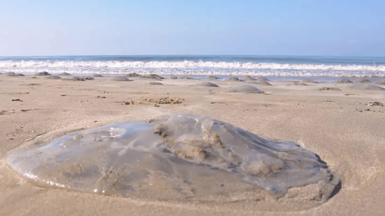 Foto - Binlercesi sahile hücum etti! Uzmanlardan sakın dokunmayın uyarısı!