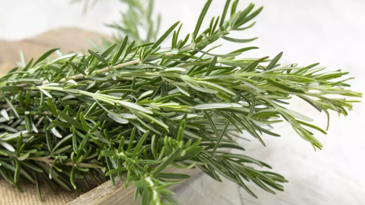 Foto - Bir daha asla unutmayacaksınız: İşte hafızayı kuvvetlendiren 3 bitki!