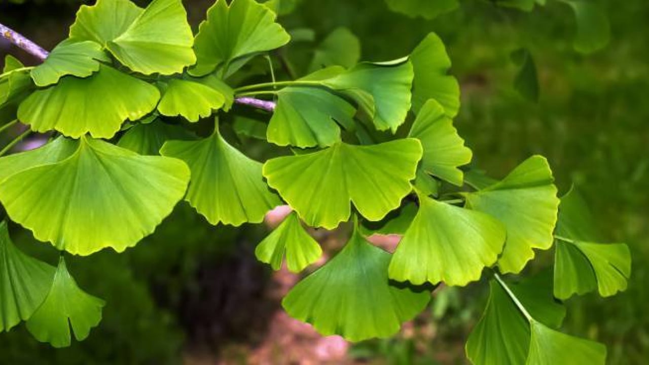 Foto - Bir daha asla unutmayacaksınız: İşte hafızayı kuvvetlendiren 3 bitki!