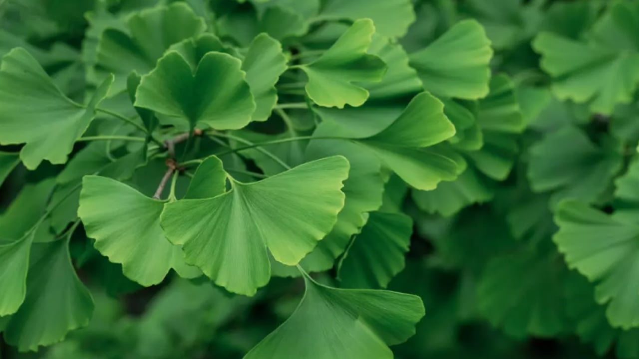 Foto - Bir daha asla unutmayacaksınız: İşte hafızayı kuvvetlendiren 3 bitki!
