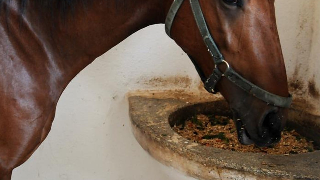 Foto - Bir darbe de bakanlıktan yedi! CHP’li belediyenin etini kavurma yapıp dağıttığı yarış atının sahibine büyük şok