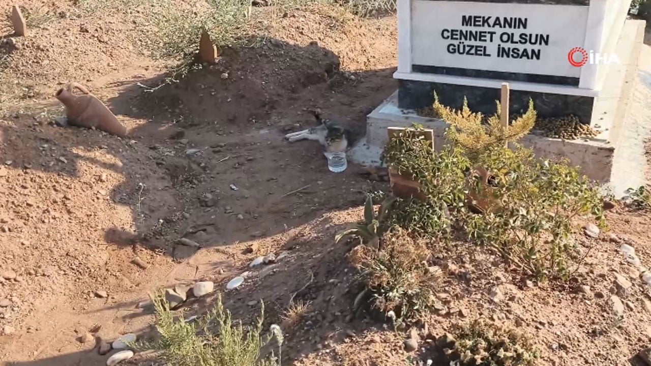 Foto - Bir de nankör derler! Aydın'da bir kedi aylardır ölen sahibinin mezarından ayrılmıyor