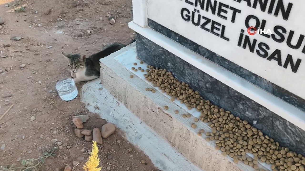 Foto - Bir de nankör derler! Aydın'da bir kedi aylardır ölen sahibinin mezarından ayrılmıyor