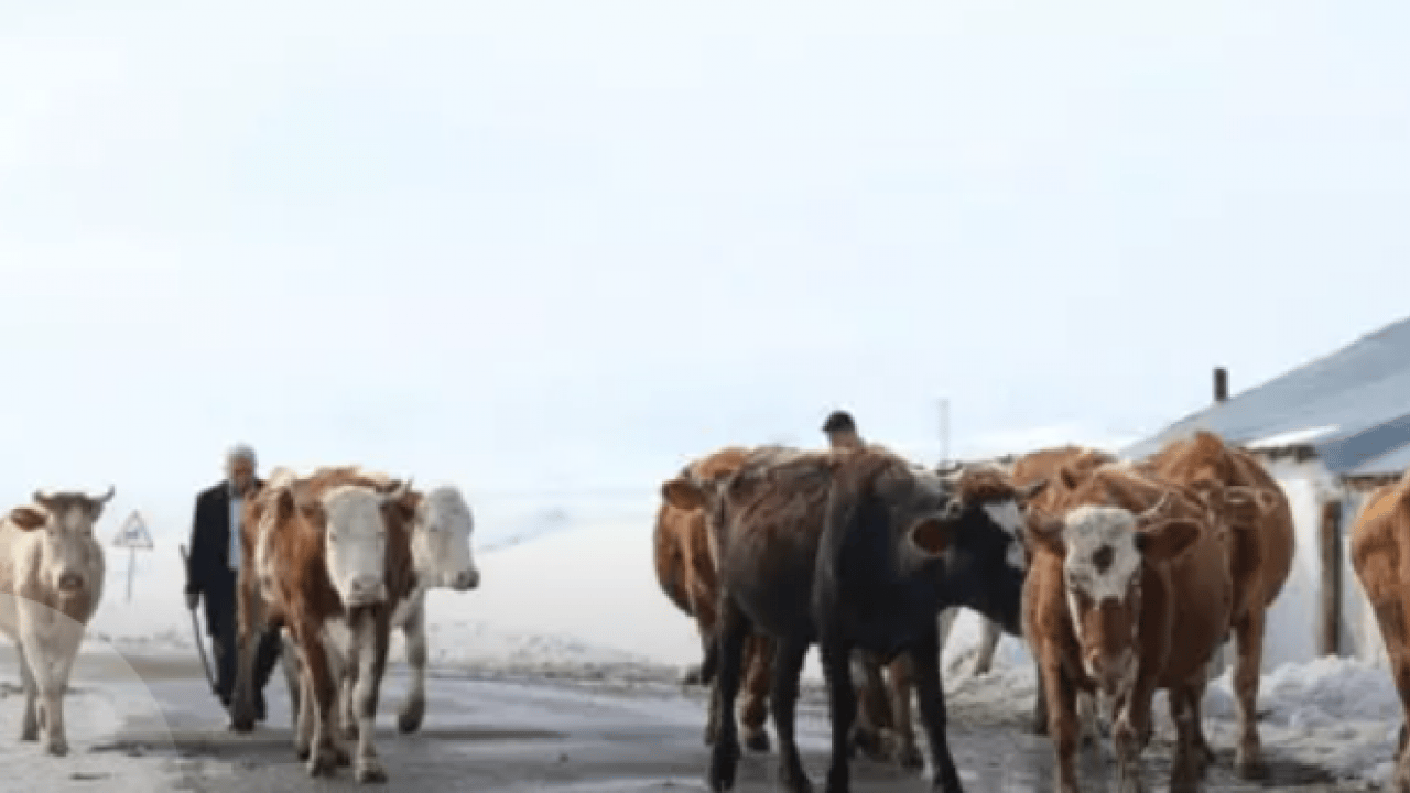 Bazıları burun kıvırıyor ama o servet yapıyor: 'Yılda 8 milyon lira kazanıyoruz'