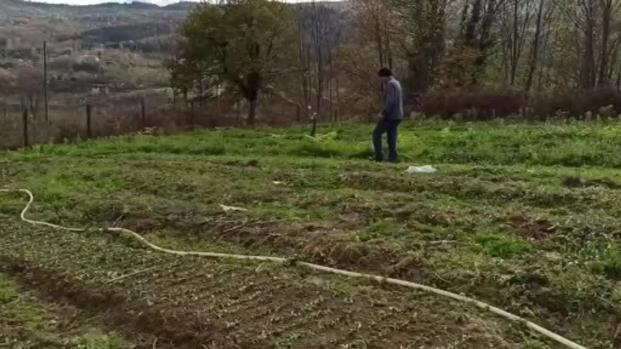 Foto - Bir dikiyor, üç alıyorlar! Daha tarladayken kapış kapış gidiyor