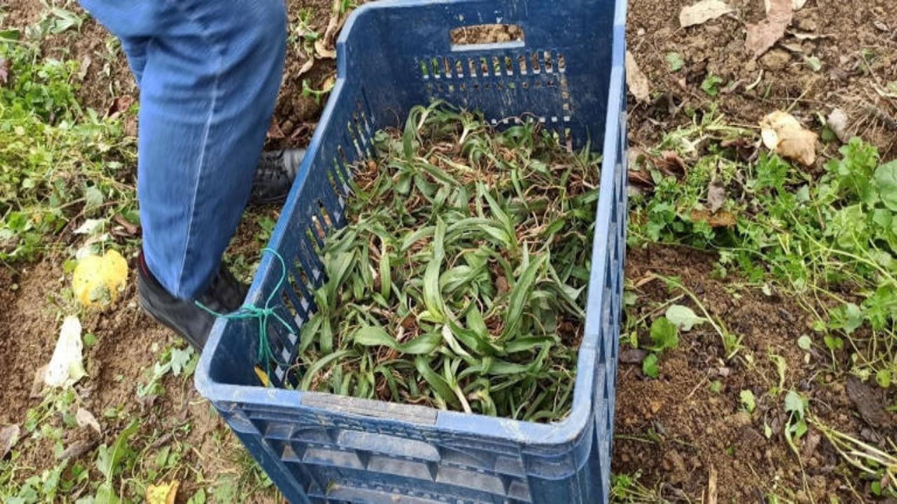 Foto - Bir dikiyor, üç alıyorlar! Daha tarladayken kapış kapış gidiyor