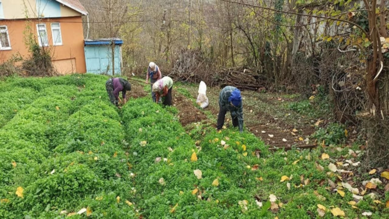 Foto - Bir dikiyor, üç alıyorlar! Daha tarladayken kapış kapış gidiyor