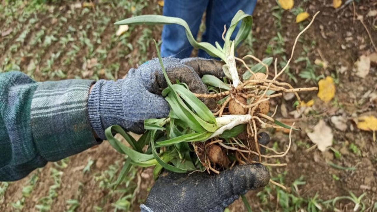 Foto - Bir dikiyor, üç alıyorlar! Daha tarladayken kapış kapış gidiyor