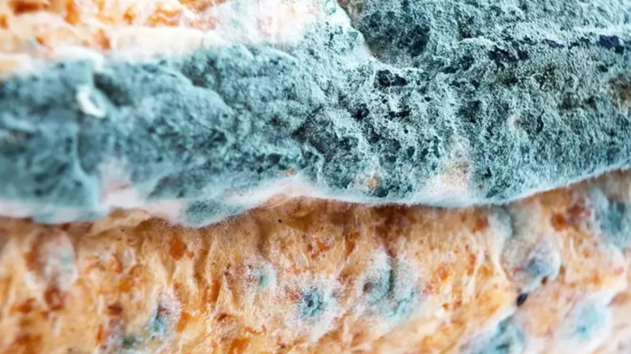 Foto - Bir diş ekleyin yeter! Ekmek daha geç küfleniyor!