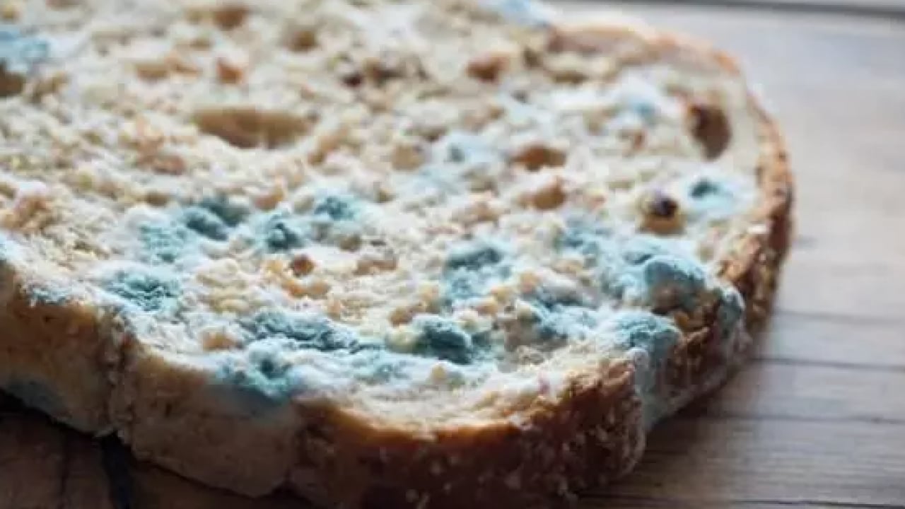 Foto - Bir diş ekleyin yeter! Ekmek daha geç küfleniyor!