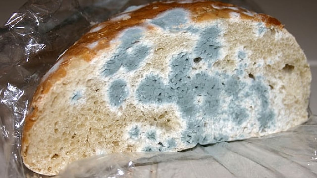 Foto - Bir diş ekleyin yeter! Ekmek daha geç küfleniyor!