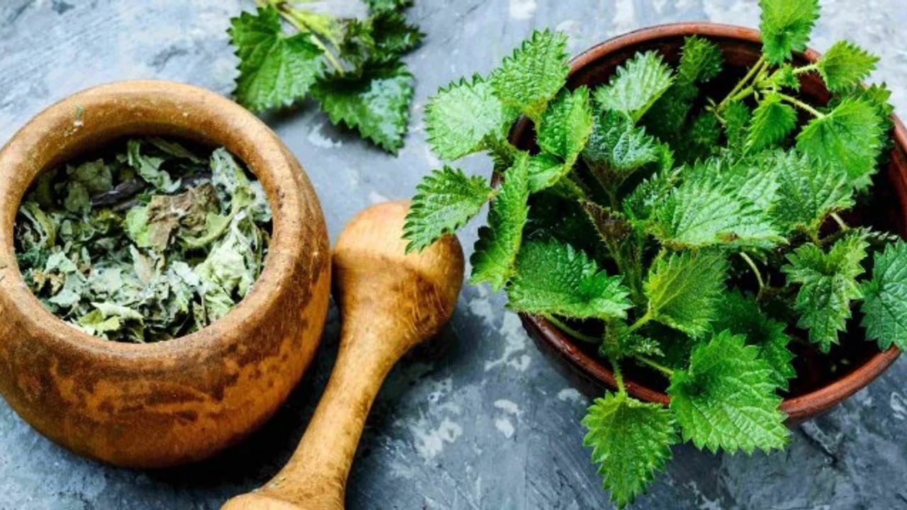 Foto - Bir dokunuşu yakıyor: Doğal demir, kalsiyum, magnezyum içeren ısırgan otu! Demir depoları iki katına çıkacak