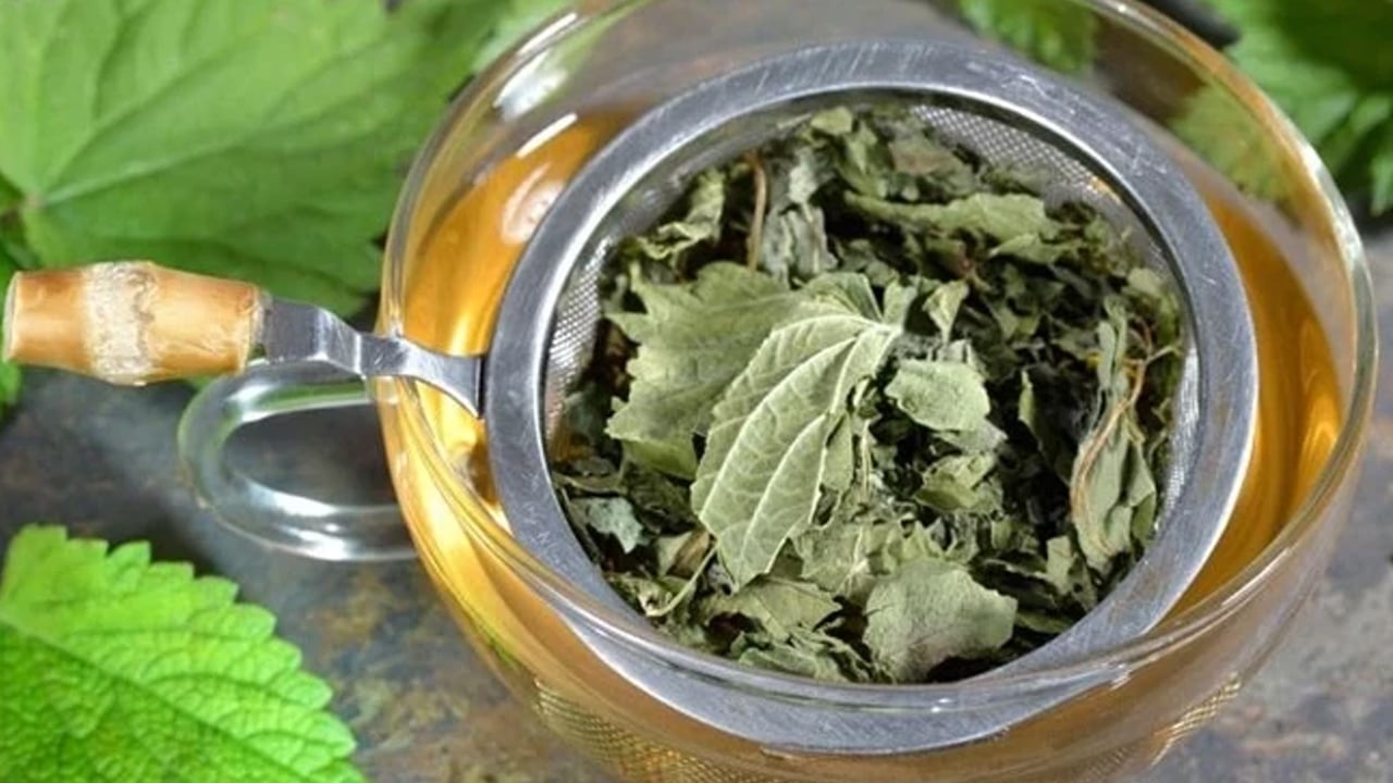  Bir dokunuşu yakıyor: Doğal demir, kalsiyum, magnezyum içeren ısırgan otu! Demir depoları iki katına çıkacak