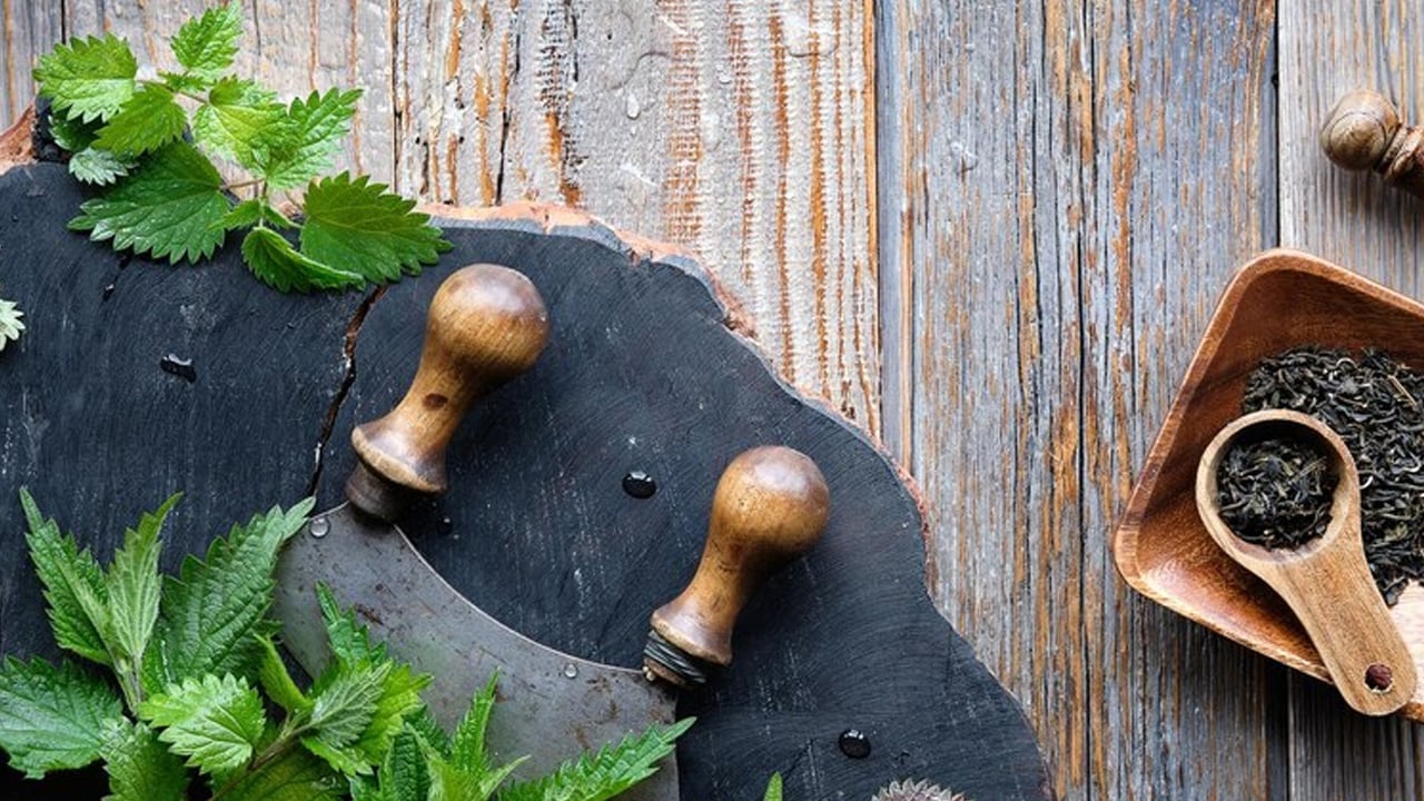 Foto - Bir dokunuşu yakıyor: Doğal demir, kalsiyum, magnezyum içeren ısırgan otu! Demir depoları iki katına çıkacak