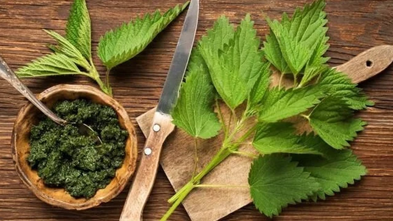 Foto - Bir dokunuşu yakıyor: Doğal demir, kalsiyum, magnezyum içeren ısırgan otu! Demir depoları iki katına çıkacak