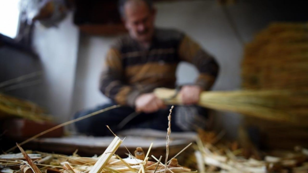 Foto - Bir dönemin gözdesi çalı süpürgesi yok olma yolunda