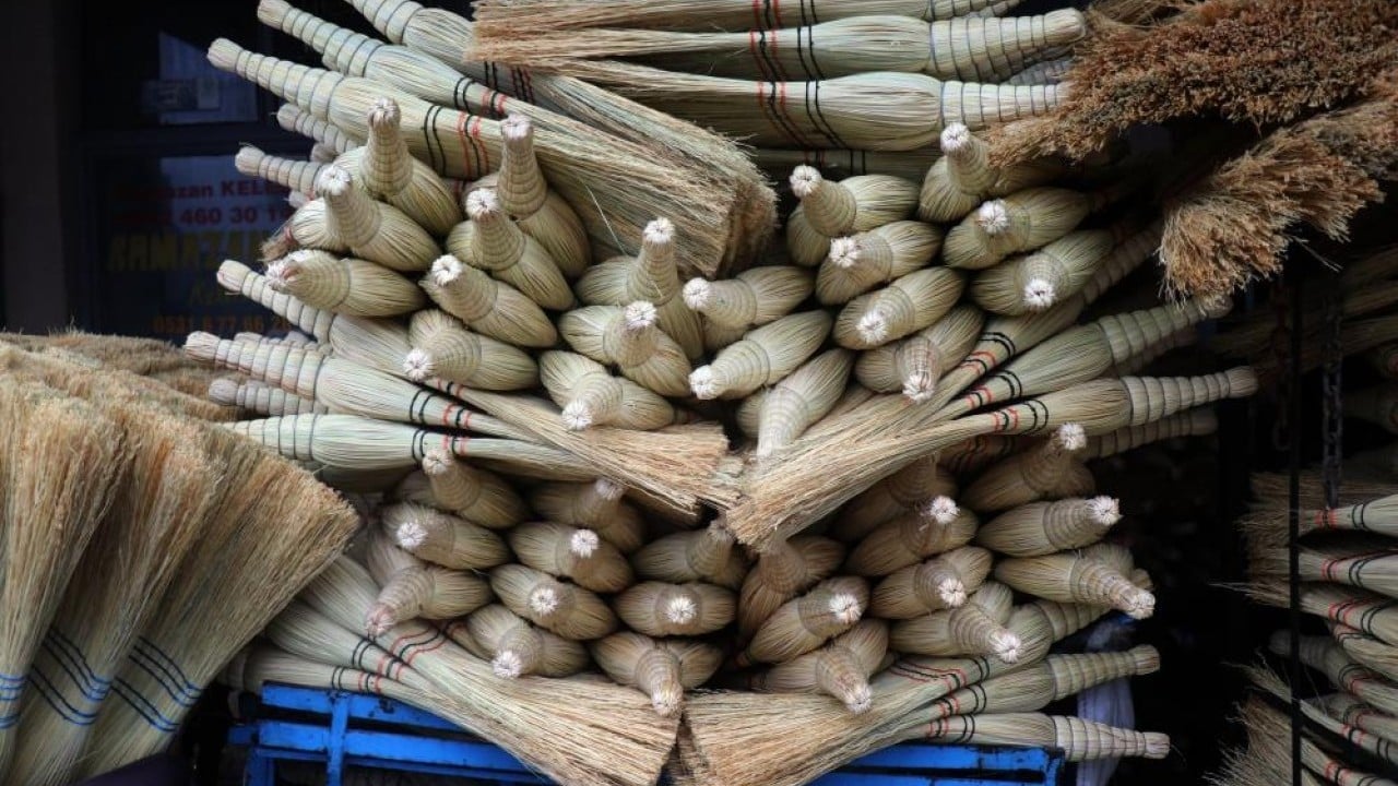 Foto - Bir dönemin gözdesi çalı süpürgesi yok olma yolunda