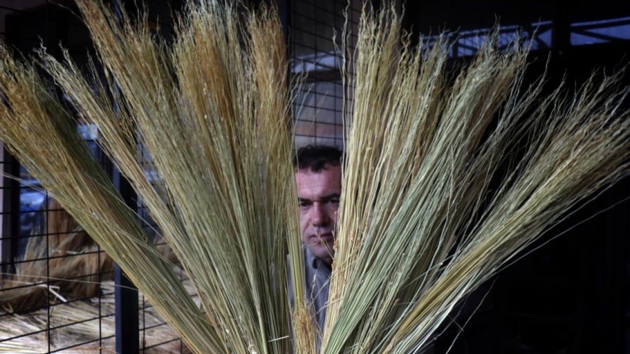 Foto - Bir dönemin gözdesi çalı süpürgesi yok olma yolunda