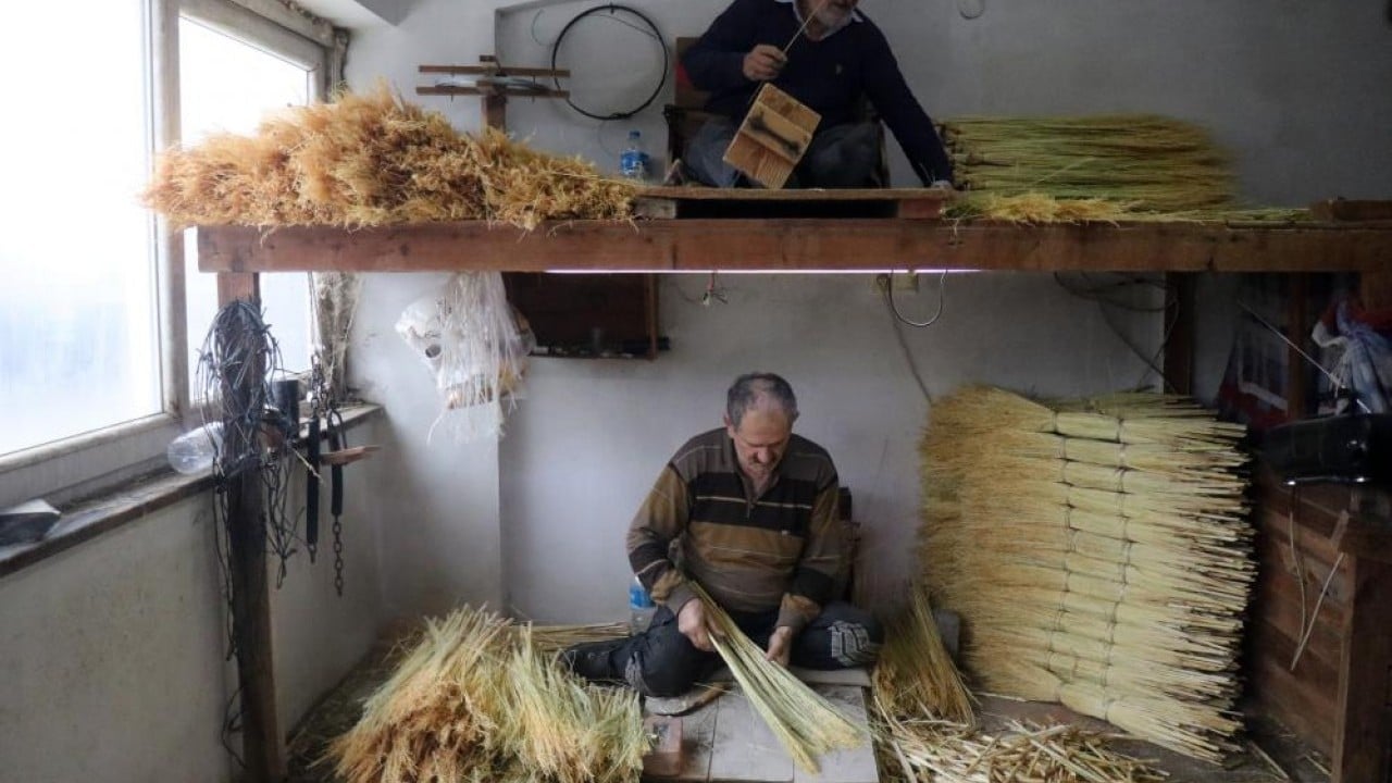 Foto - Bir dönemin gözdesi çalı süpürgesi yok olma yolunda