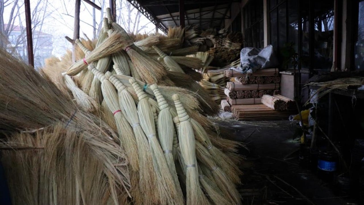 Foto - Bir dönemin gözdesi çalı süpürgesi yok olma yolunda