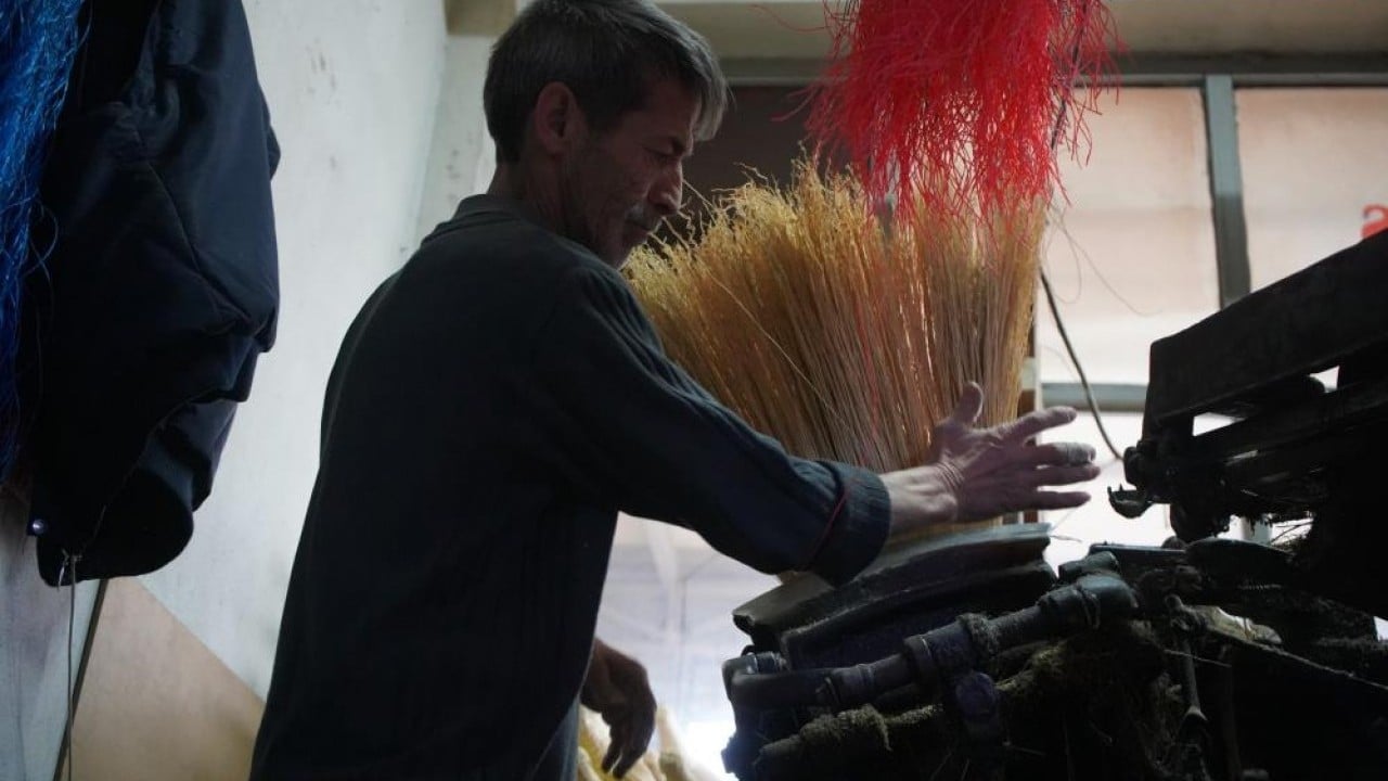 Foto - Bir dönemin gözdesi çalı süpürgesi yok olma yolunda