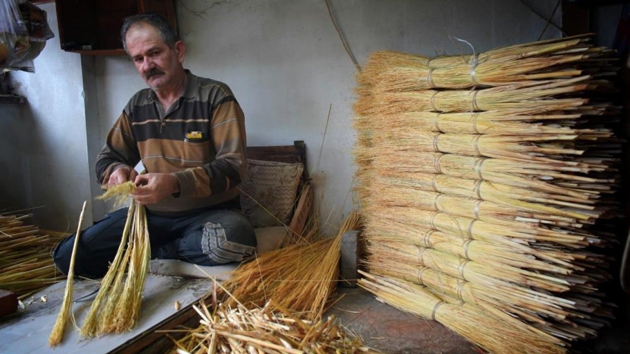 Foto - Bir dönemin gözdesi çalı süpürgesi yok olma yolunda