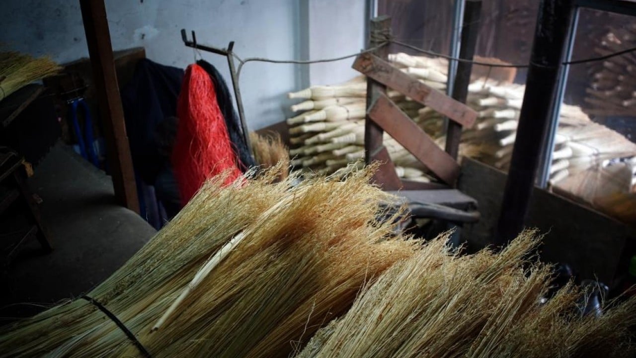 Foto - Bir dönemin gözdesi çalı süpürgesi yok olma yolunda