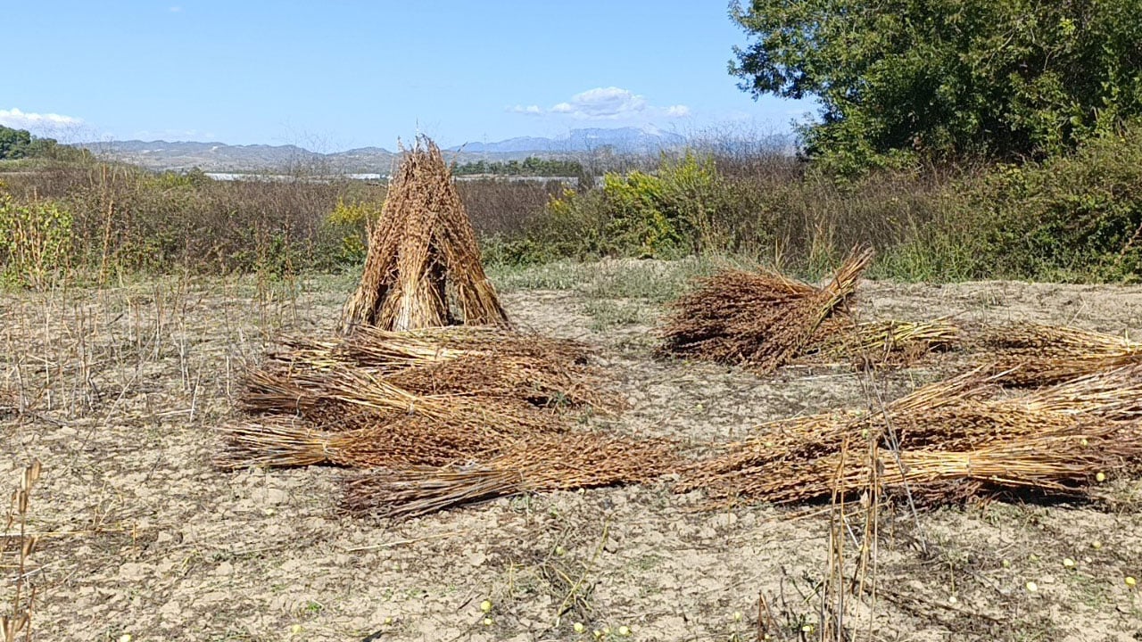 Foto - Bir gecede buhar oldu! Altın değerindeki susam çalındı