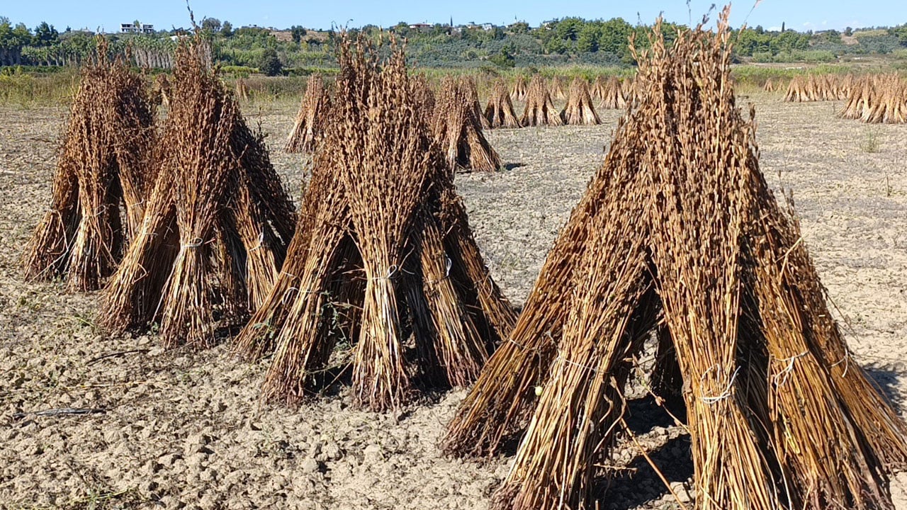 Bir gecede buhar oldu! Altın değerindeki susam çalındı