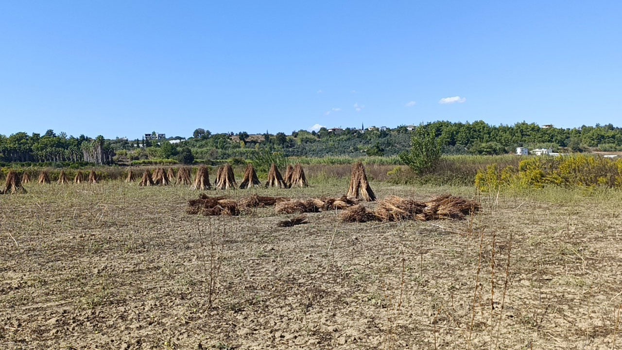 Foto - Bir gecede buhar oldu! Altın değerindeki susam çalındı