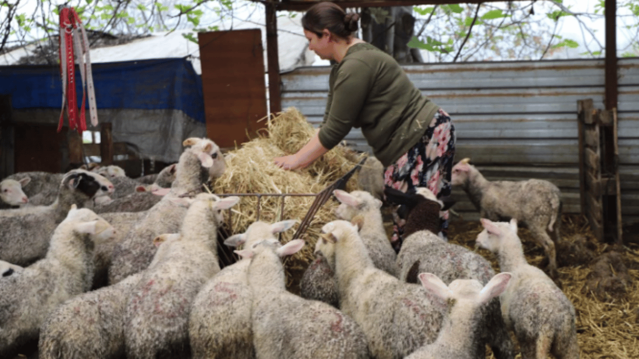 Foto - Bir hediye hayatını değiştirdi! 15 yılda 165 hayvanlık çiftlik kurdu