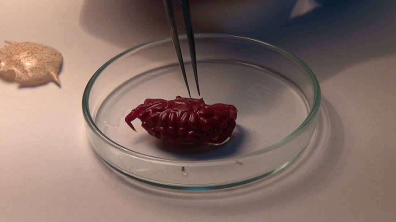 Foto - Bir Hint yengeci eksikti